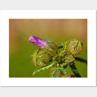 Pink Hibiscus Bud And Buds Posters and Art